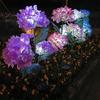Waterproof Solar Hydrangea Garden Light - Outdoor Decorative Lawn Lamp