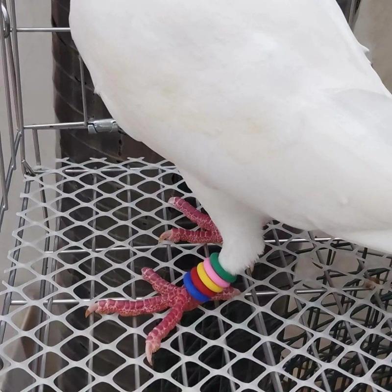 500pcs 8mm Pigeon Foot Rubber Ring Colorful Elastic Identification Rings for Carrier Pigeon Racing Pigeons Bird Appliances