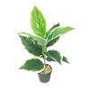 Desktop Rubber Tree & Aspidistra Potted Plant - Bionic Green Landscape Ornament