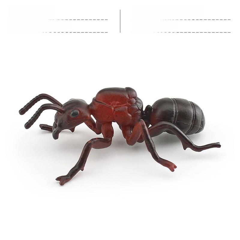 Insektensammlung Modell Pvc Tier Replikat Für Naturstudium Und Bildungszwecke