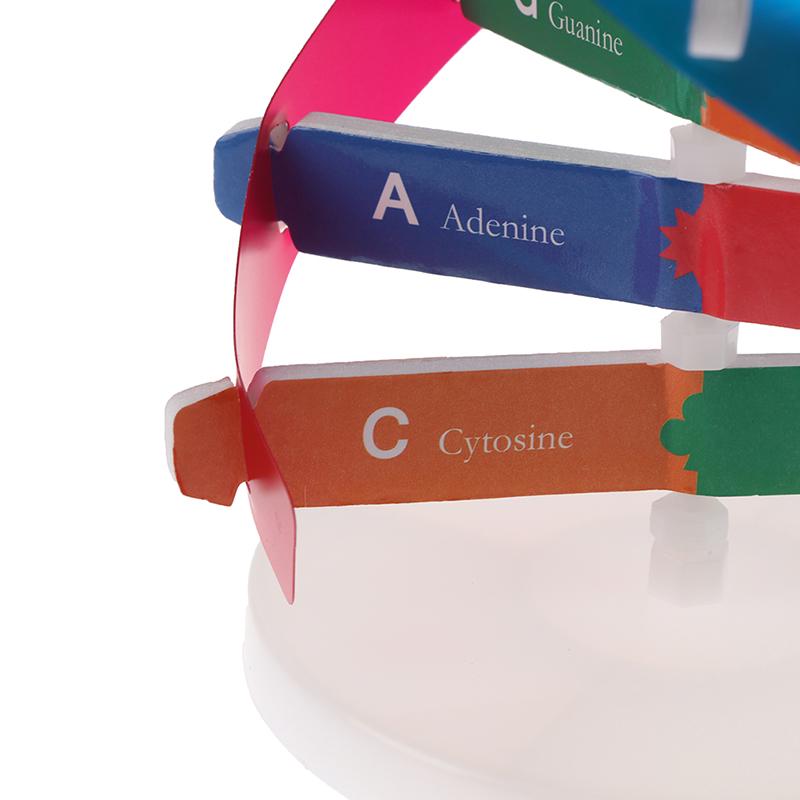 Modely DNA lidských genů Double Helix Science Toys Výuka Výuka Vzdělávací hračka