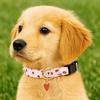 Fruit Print Dog Strawberries Collar Soft Adjustable Dog Necklace Comfortable with Pendant Cat Watermelon Collar Pet Accessories