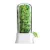 Refrigerator Herb Storage Box Upright Cilantro Storage Container Parsley Preservation Box Keeps