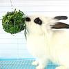 1pc Hanging Hay Ball Feeder Toy Stainless Steel Ball for Rabbits and Small Animals Circular Grass Distributor with Chain