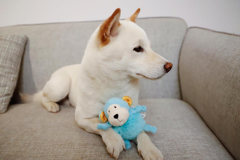 GiGwi Supapuppa Chubby Rabbit