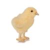 HANSA Animal Stuffed Toy Chick No.5378