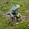 Iguana Zahradní zápich Vodotěsná 2D Plochá Akrylová Dekorace Zápich do země Zvířecí zápich do květináče Nádvoří Trávník