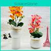 Yulania Denudata Flower Green Potted Plant For Living Room And Gift Display
