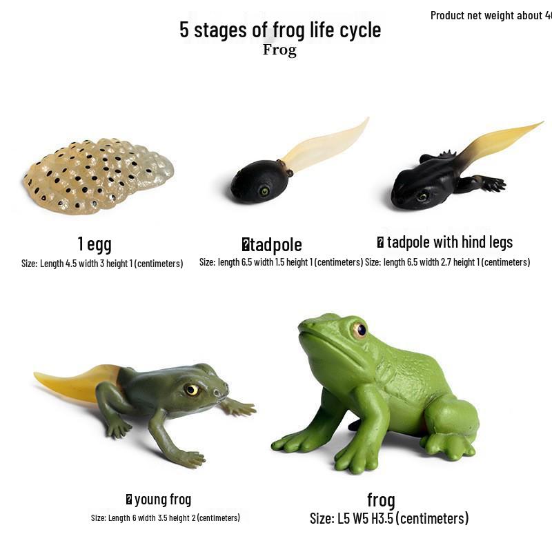 Animal Growth Cycle Simulation Toy Set: Solid Snail & Frog Models for Science Education