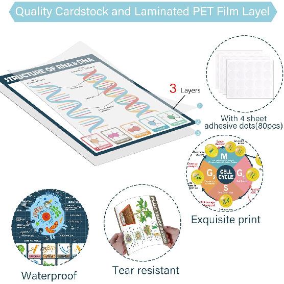 16Pcs Boho Science Posters for Classroom Middle School Supplies Biology Poster Classroom Decoration Life Science Posters Charts for Teachers High