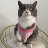 Summer New Pet Trendy Brand Ice Linen Knitted Vest Breathable Dog Cat French Bulldog Cool Casual Clothing