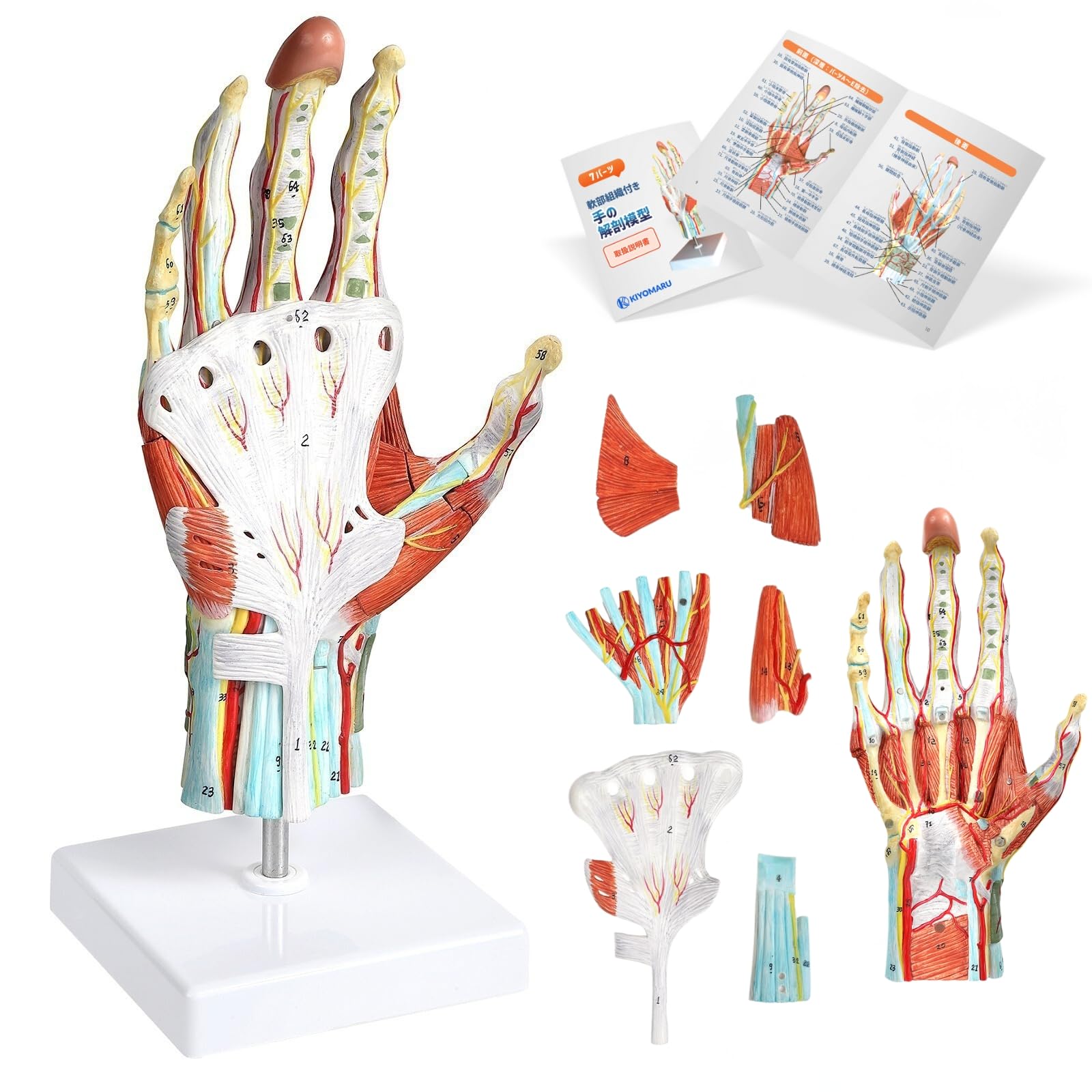 

KIYOMARU Hand Anatomy Model, 7-Part Disassembly, Life-Size, with Soft Tissues, Supervised by a Physical Therapist, Human Body Model, Wrist Joint, Reha