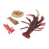 4 Pcs Lobster Life Cycle Model Set Realistic Learning Toys Growth Stage Lifelike Lobster for Home Of