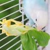 2/4pcs Set Pet Bird Food Holders Parrot Fruit Vegetables Clip Cuttlefish Bone Feeder Device for Pet Parrot Bird Cage Accessories