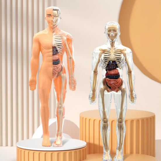 Clear Human Body Structure Model Kit 28-Piece Removable Anatomy Figure 3D Assembly Set DIY Human Torso Organ Model for Education And Demonstration