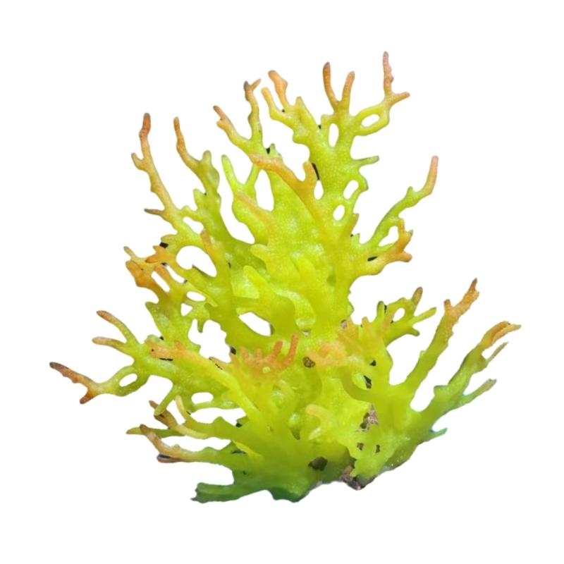Water Plant Tree for Fish Tanks Aquarium Decorations Beautiful Appearance Artificial Plant Tree Multicolored Coral
