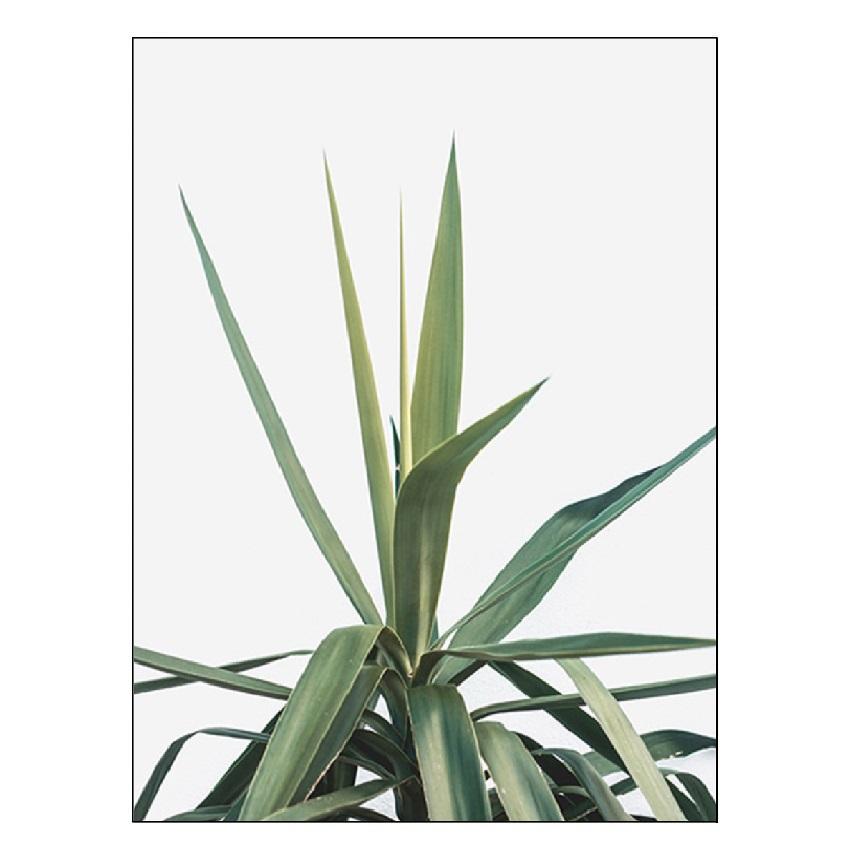 Weiße Tulpe, grüne Sukkulenten, Aloe, Monstera, Pflanzenkunst, nordisches Poster, Leinwandmalerei und Druck von Wandbildern für die Wohnzimmerdekoration