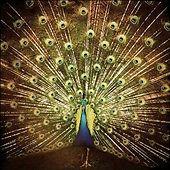 CD ANI DIFRANCO - ? Which Side Are You On ? RBR073D Righteous Babe  2012 Europe Rock Used