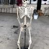 Halloween Skeleton Prop Human Full Size  Hand Life Body Anatomy Model Decor