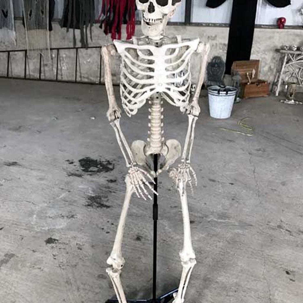 Halloween Skeleton Prop Human Full Size  Hand Life Body Anatomy Model Decor