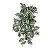 Medium-Sized Hanging Green Eye Leaf Plant for Indoor Home and Wedding Decoration