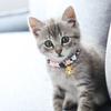 2 Stück Verstellbares Hunde Katzen Halsband Bedrucktes Halsband mit Glocke für Welpen Kätzchen Haustier Katze ZubehörS