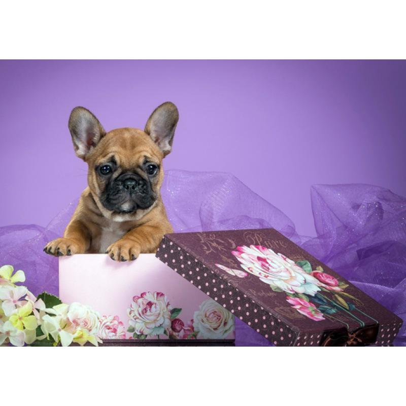 

French Bulldog Decorative Wall Art - Framed Poster Print White card paper (non-adhesive) 30*42 cm