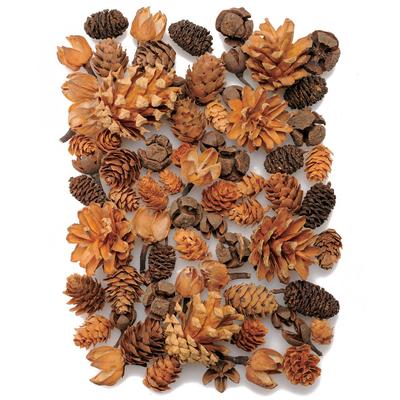 Daichi Farm Dried Flower Corn Assorted Natural Approximately 100G L1.0~4.5cm DO024884-000