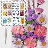 205Pcs Pressed Dried Flower For Resin Natural Dry Flower Leaf with Tweezers Sticker for Art Craft Candle Jewelry Making