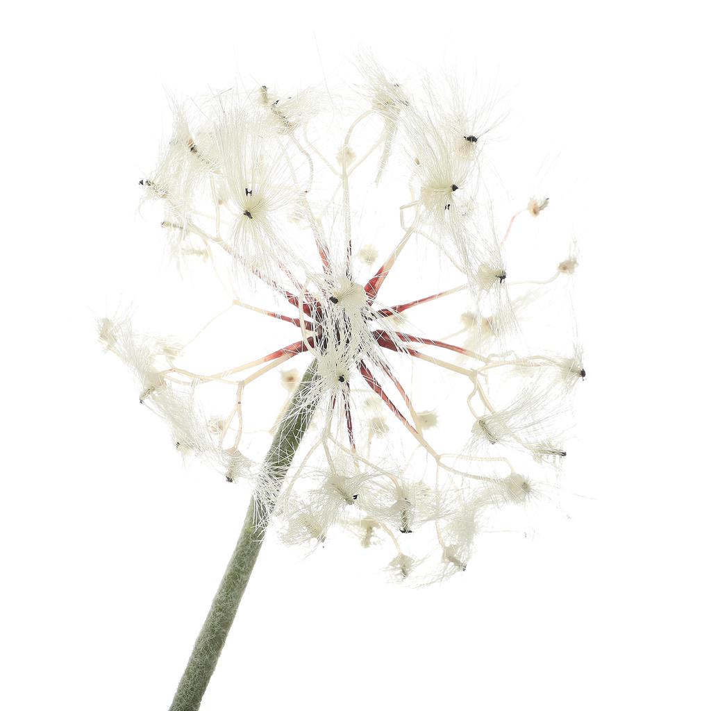 Simulation Löwenzahn Weich DIY Dekoration Mehrzweck Eisen Löwenzahn Kunstblume