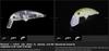 Jackall Timon Buri Buri Minnow F 40 mm Floating Lure Pumpkin (9488)