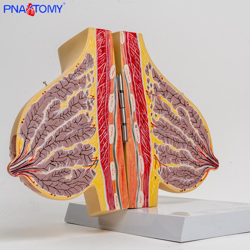 Breast Anatomy Model for Lactating Women - 1:1 Mammary Gland Section Teaching Aid PNT-0746