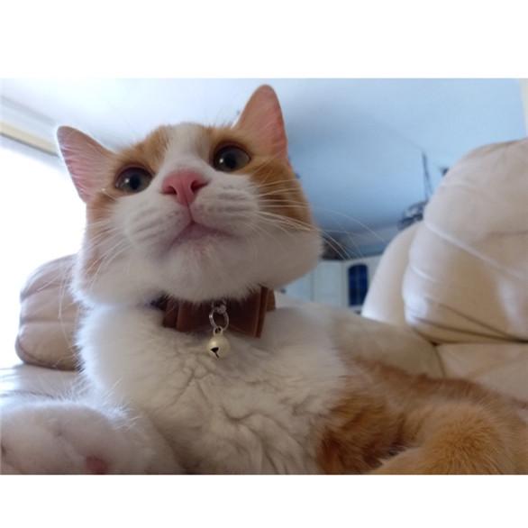 Buy Flocking Pet Collar Bow Knot Bells Small Dog Small Cat Collar Safe Soft 6 Colors Lovely Pet