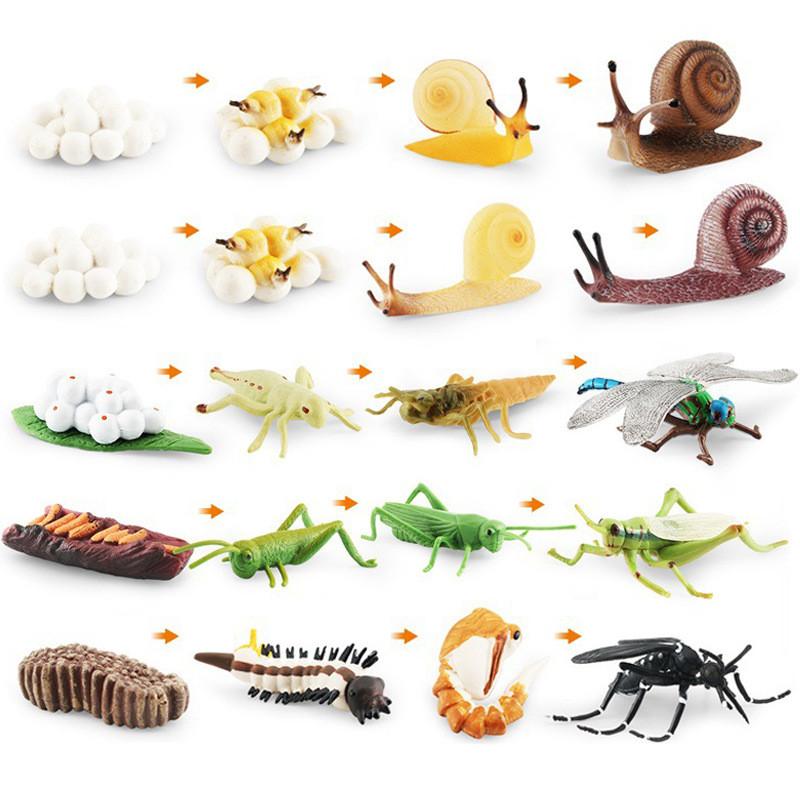 Realistische PVC-Tiertier-Modellspielzeuge Schnecke Libelle Mücke Heuschrecke Lebenszyklusstadien Pädagogische Ausstellungsfiguren