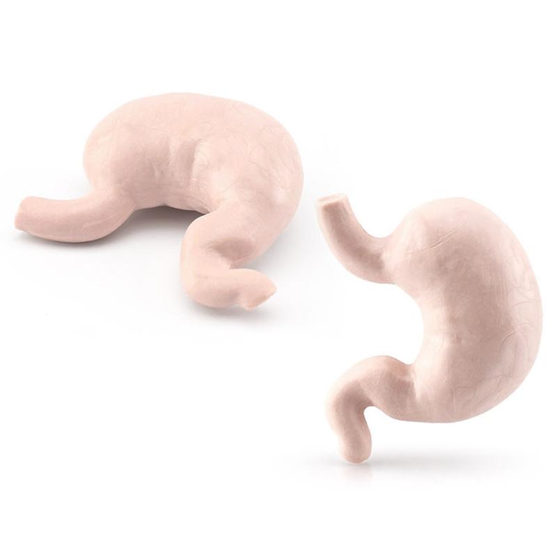 Modelli di Organi del Corpo Umano 3D 8 Pezzi Ausili Didattici per Bambini Scuola di Medicina Busto Umano Classe Educativa Materiale Didattico