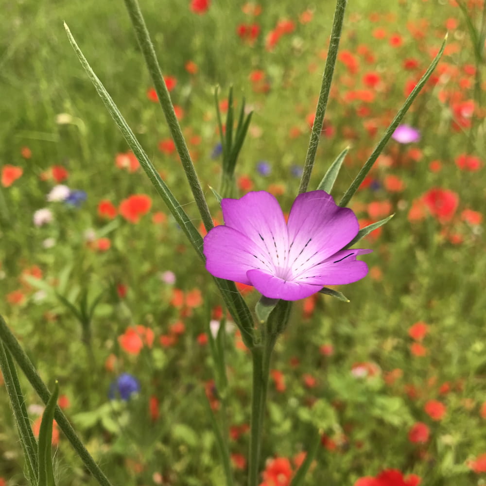Express-Blumenmischung Łączka 500 g Samen mit schnellem Blütenwachstum, gemischte Farbsorten