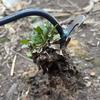 Manganstahl Gartenunkrautstecher Graswurzeln lockern Boden Handjäten Entferner Zieher Multifunktionaler Unkrautstecher Gartengeräte