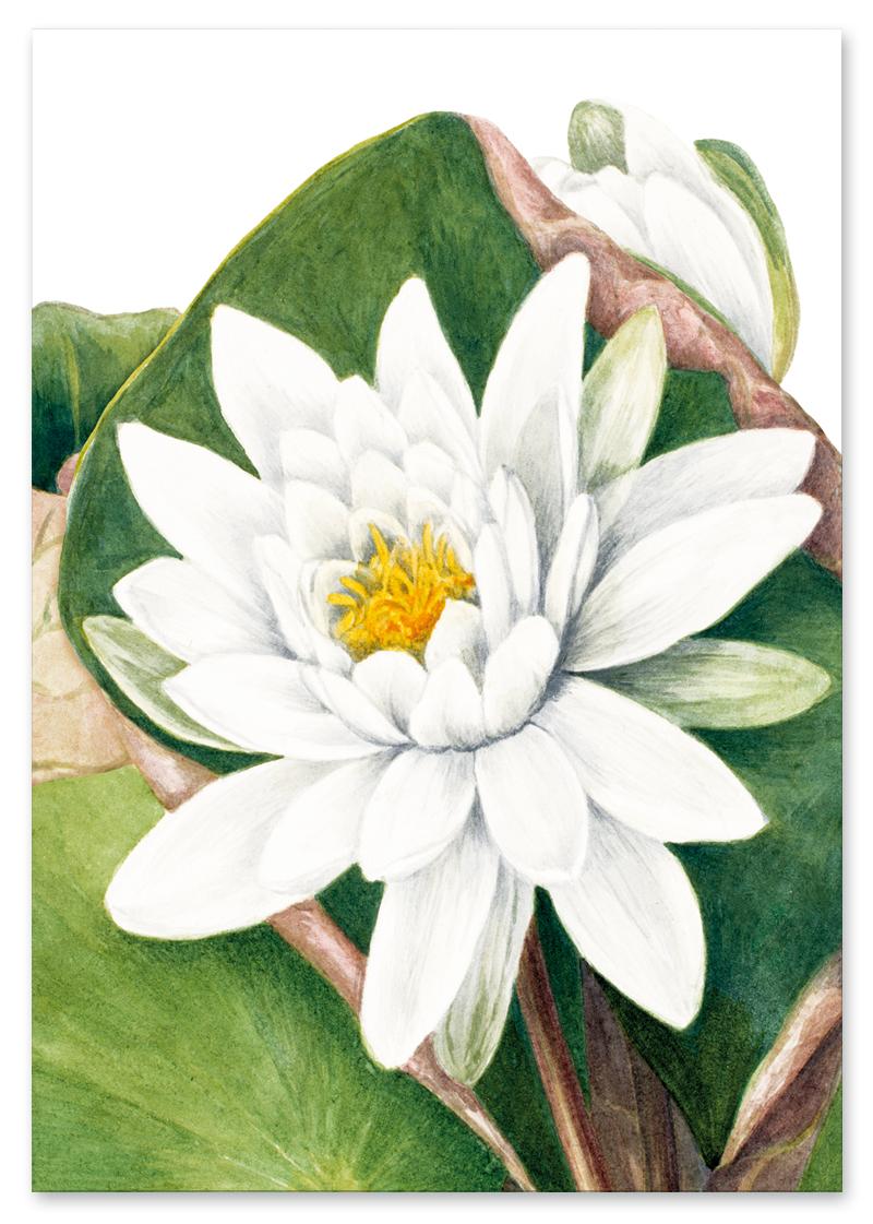 

Plakat Mary Vaux zielone kwiaty 30x40 cm