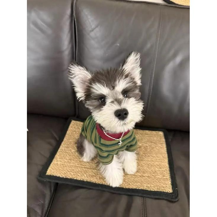 Teddy Dog Shirt Spring Autumn Outdoor Warmth Prevention Two Feet Clothes round Neck T-Shirt Panda Pattern Pet Clothing Access...