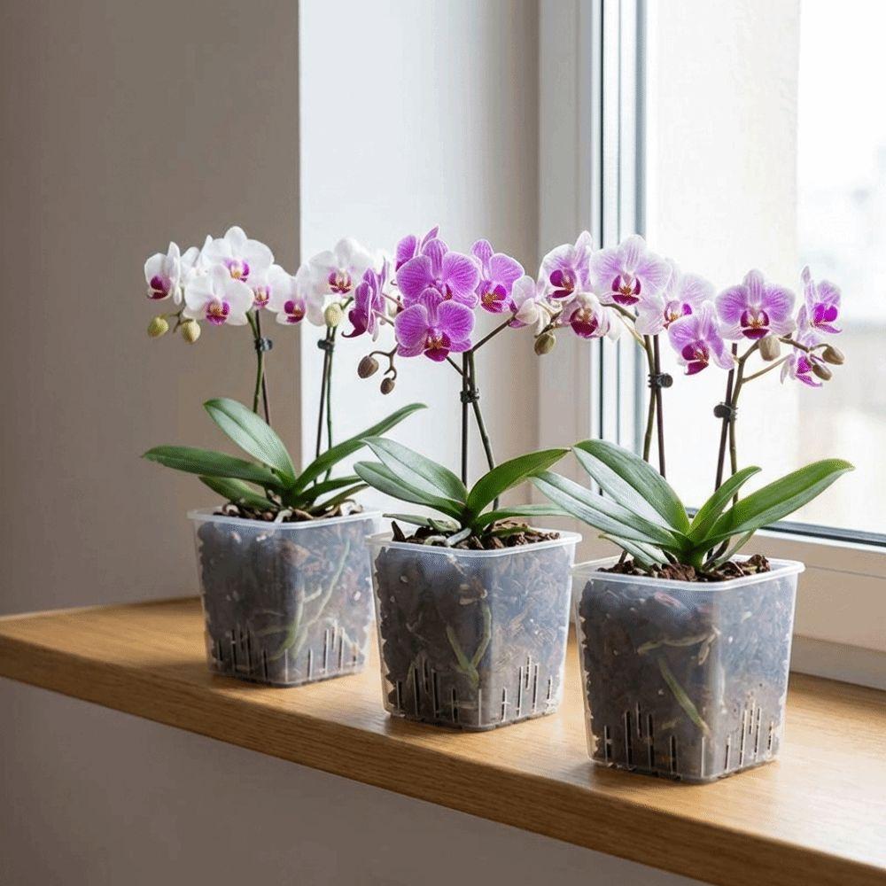 Ventilated Drainage Holes Clear Flower Pots Square Breathable Seedling Cups Indoor Orchid Growing
