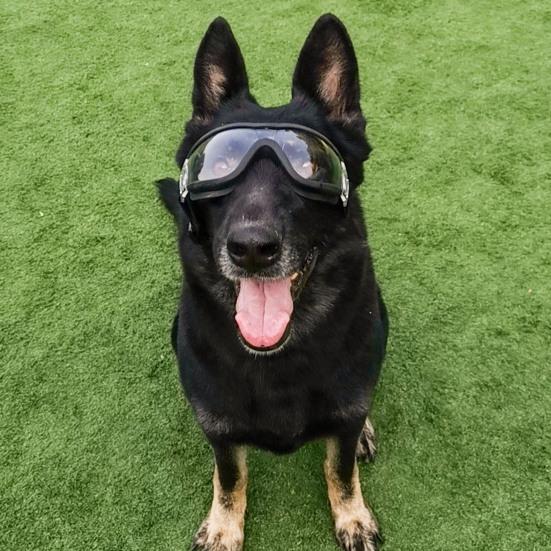 Wasserdichte Hundebrille Sonnenbrille Anti-UV-Schutz Augen Sonnenbrille Haustierbedarf