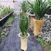 Climbing Plant Support Stakes Tall Plant Support Rin-g Cage for Garden Plant Flower Vegetable