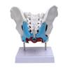 Professional Female Pelvis Hospital Pelvic Floor Muscle Model for Teaching Learning