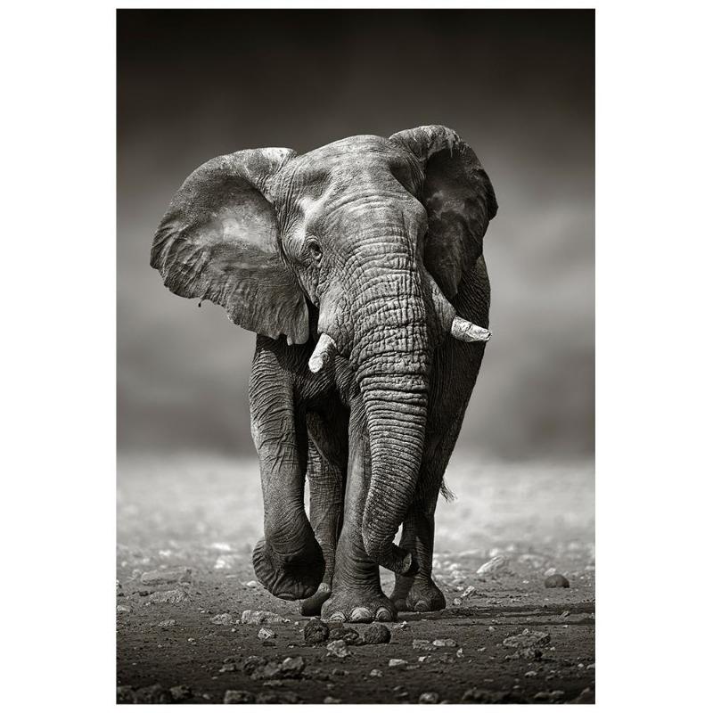 Vahşi doğa, fil, aile posterleri, tuval, resim, hayvan, baba, anne, çocuk, sevgi, modern oda için duvar sanatı resim