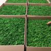Preserved Moss Gardenning Art Wall Decor Moss Bulk Micro Landscape Decorative Props