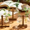 Hydroponic Plant Terrarium Glass Bottle Hydroponic Desktop Decoration Office Green Plant Small Potted Home Vasevase Decoration