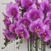 High-End PU Phalaenopsis Artificial Flowers - Single Stem for Home & Hotel Décor