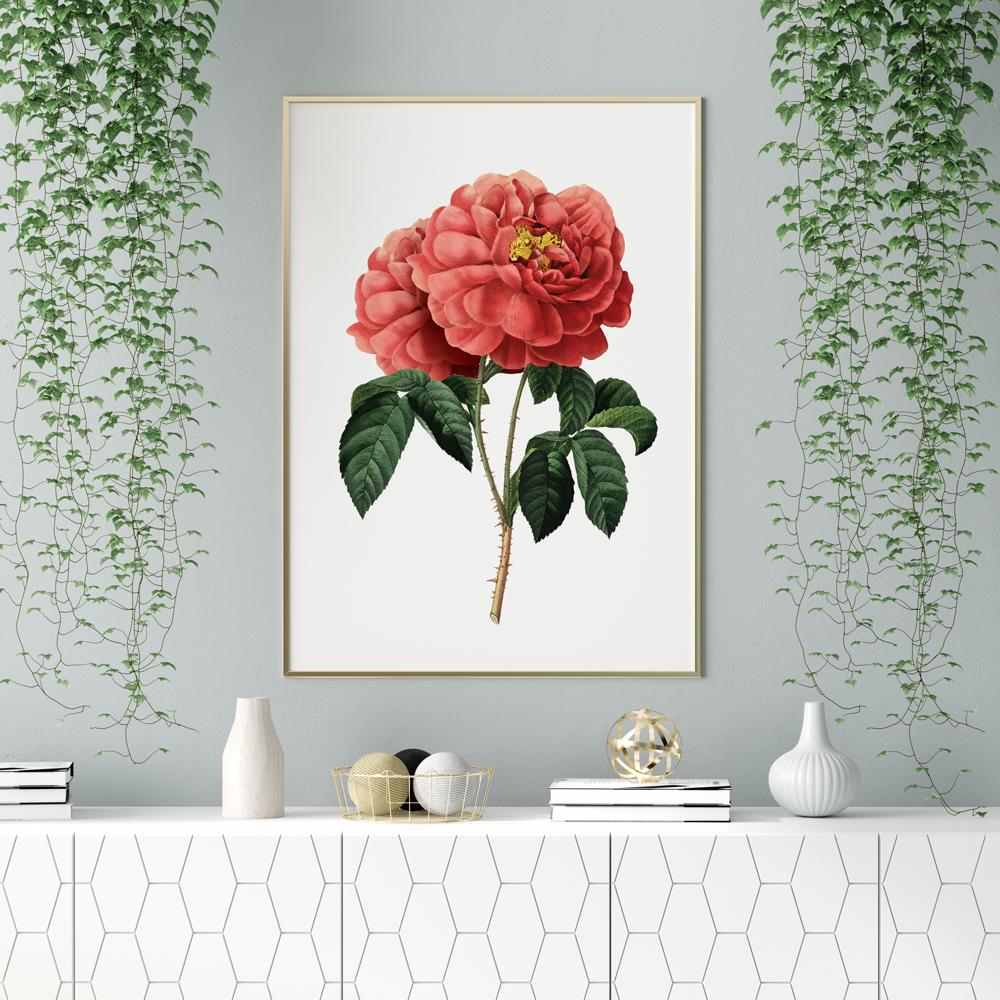 Poster Red Rose Vintage