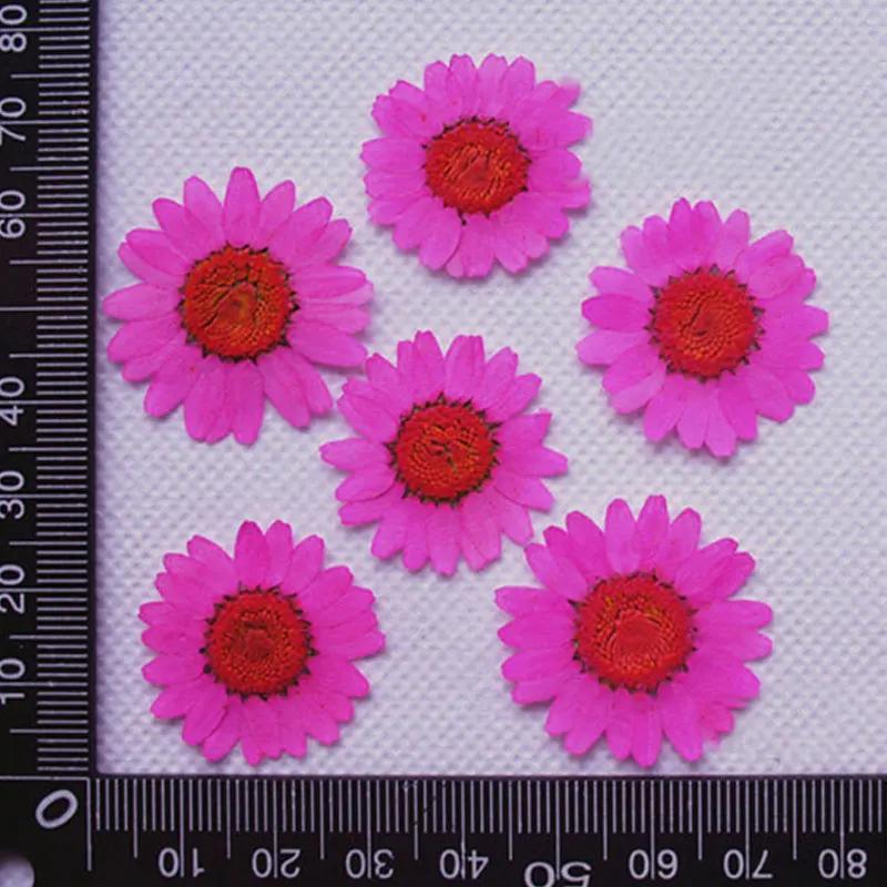 Pressed Flowers for Home Decoration, White Chrysanthemum, Bulk Packing, 1000PCs