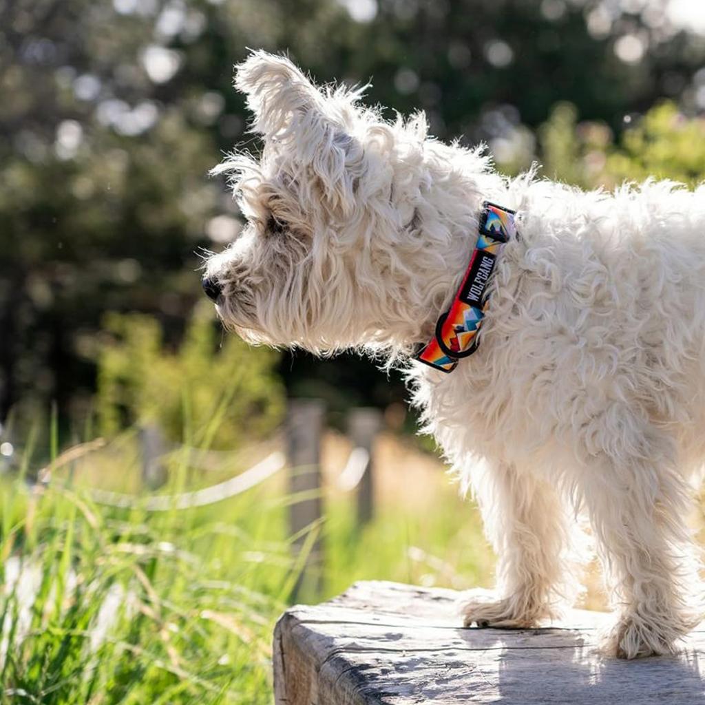 WOLFGANG WildWolf COLLAR wide x neck circumference (M size) 2.5cm 30-45cm [for medium-sized dogs]